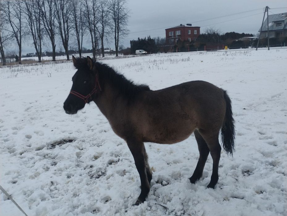 Źrebica konika polskiego