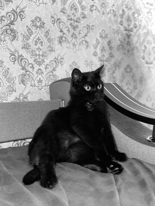 Віддам в хороші руки