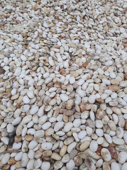 Sprzedam Odpady z Fasoli