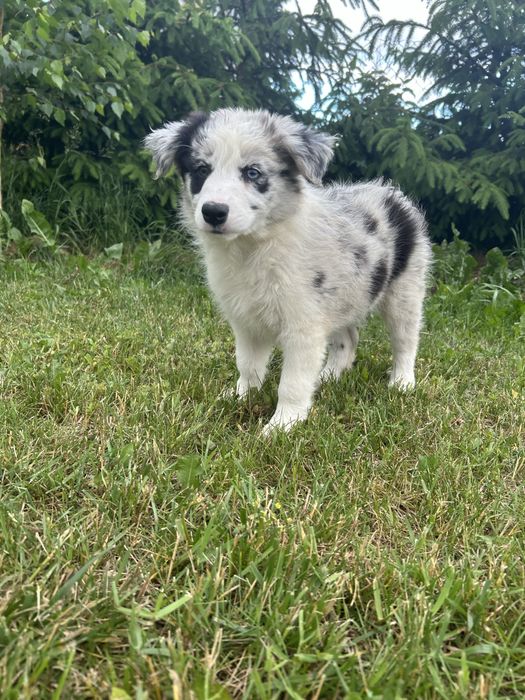 Border Collie Sunia