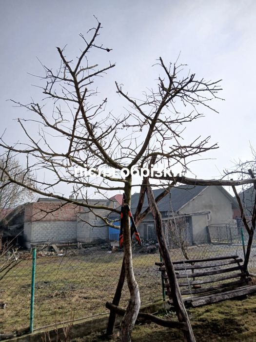 Зрізання дерев  у важкодоступних місцях способом альпенізму. обкоска трави чагарників