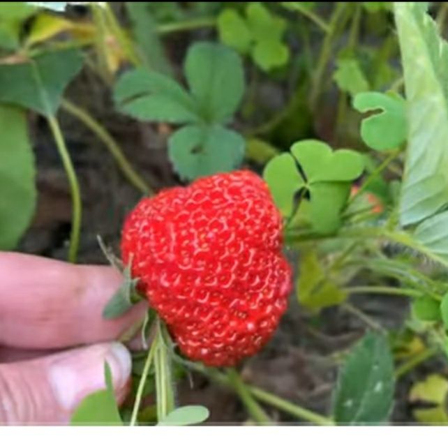 Суниця.  Клубника со вкусом земляники. Ціна за 10 штук!