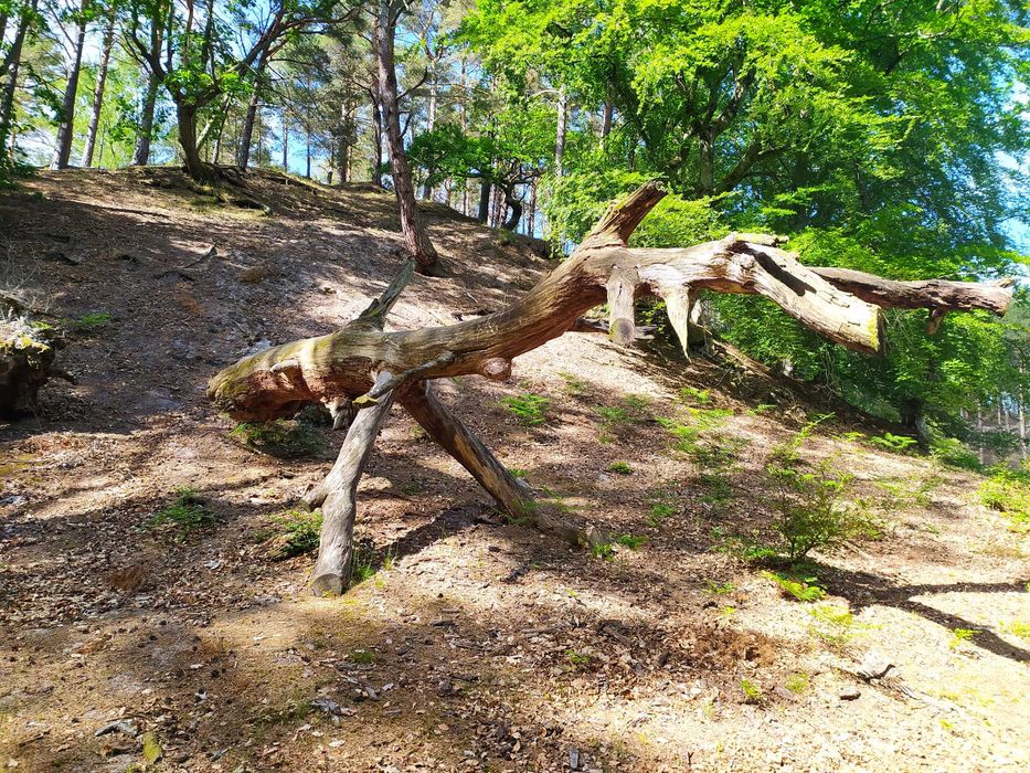 Język polski - korepetycje