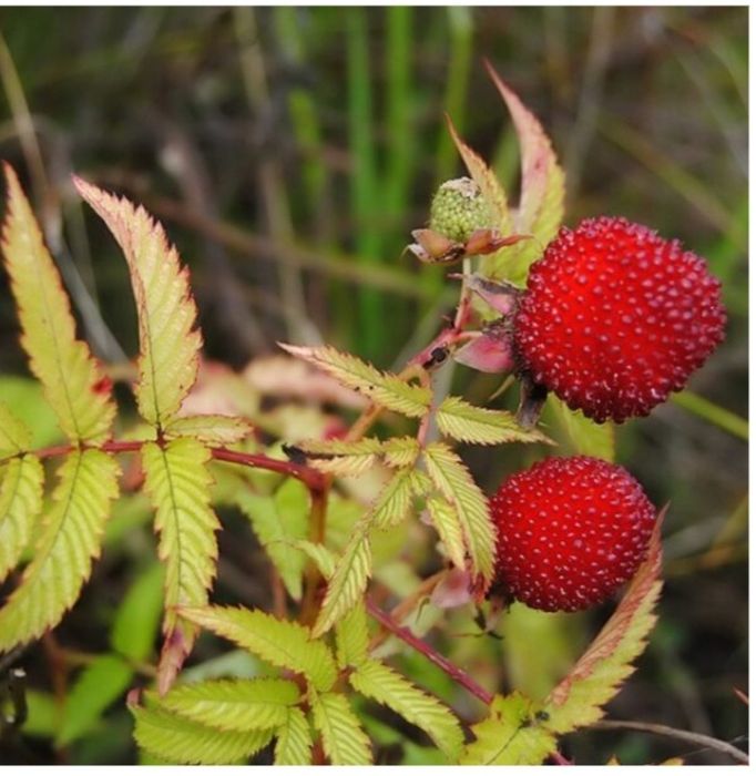 Тібецька малина (мяо -мяо)