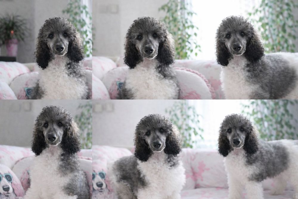 Pudel Królewski - wielobarwny FCI / ZKwP