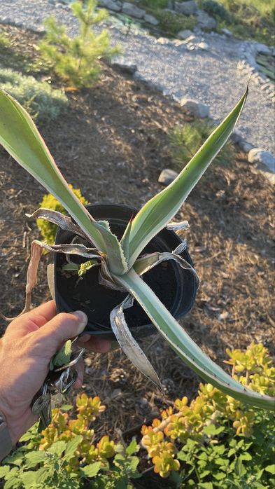 Агава американская пестрая