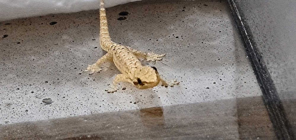 Gekon płaczący 2 sztuki subadult, ładne, zdrowe i ciekawskie