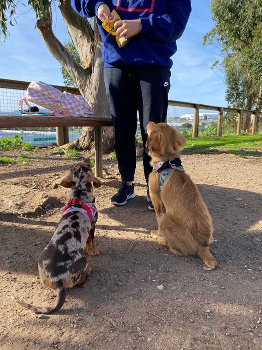 Pet Sitting de confiança - Cuido do seu patudo com carinho!