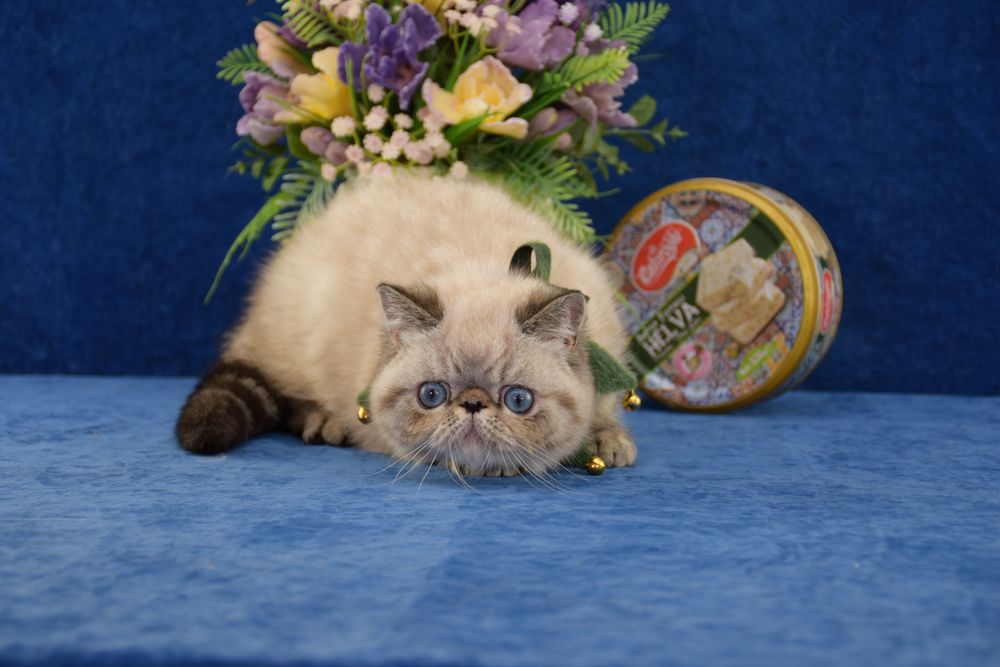 Кошеня з блакитними очима