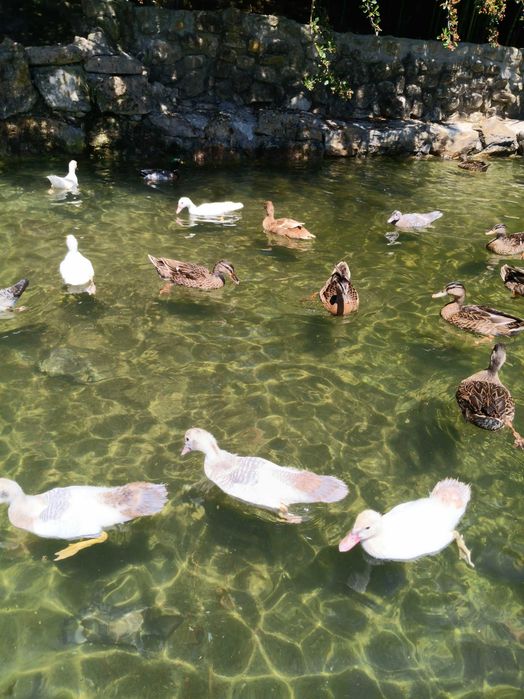 PATOS diversos nascidos e criados em liberdade