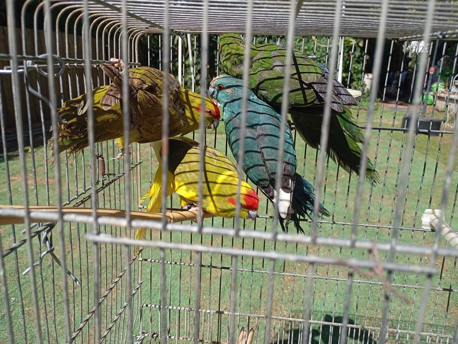 Kakarikis fêmeas