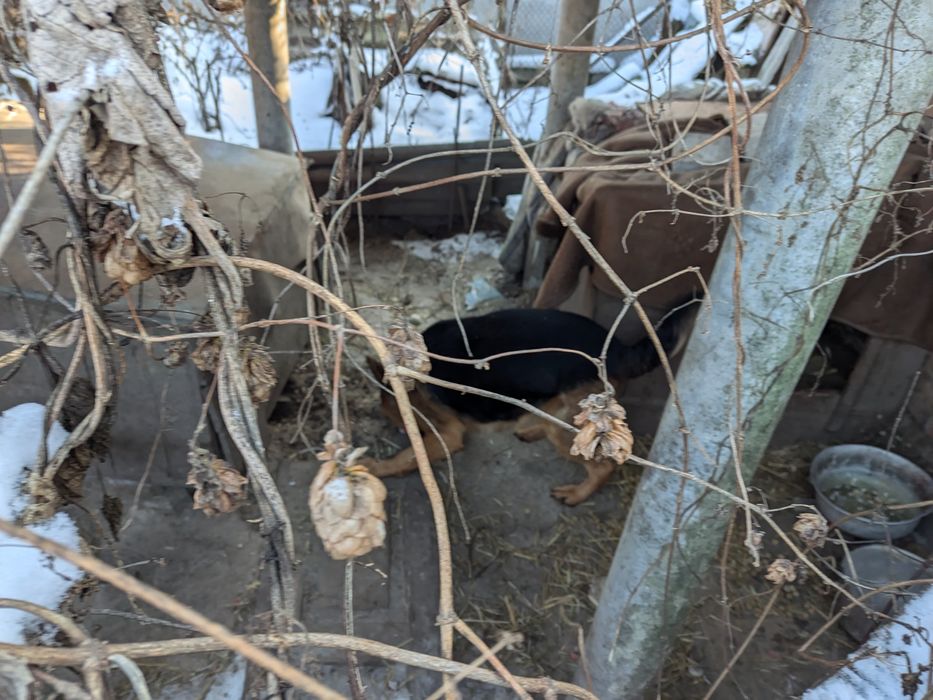 Вівчарка в гарні руки