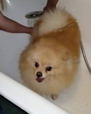 Дівчинка померанського шпіца лисичка