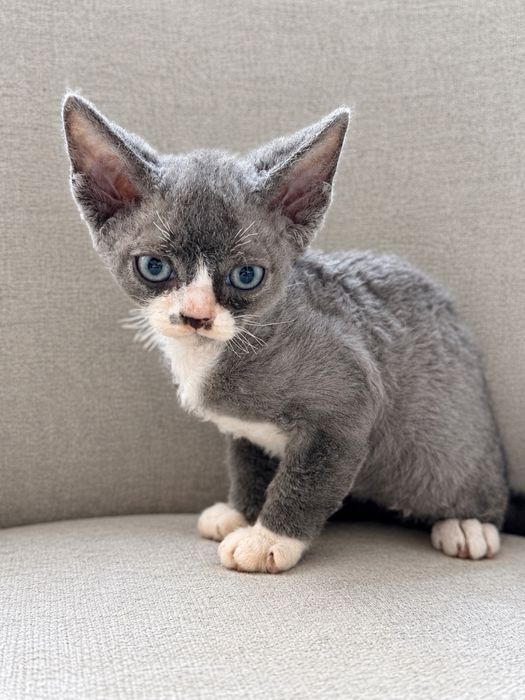 Devon Rex rezerwacja
