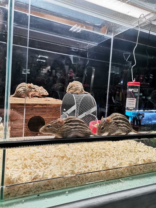 Mysz berberyjska / pręgomysz