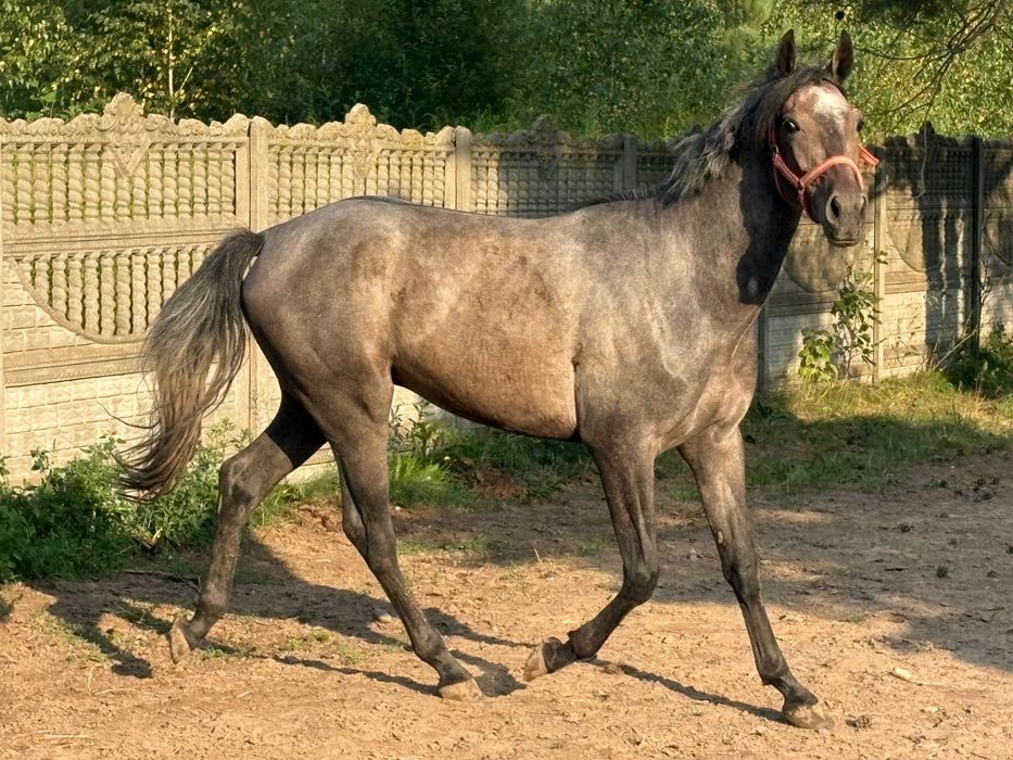 Siwy Ogier Małopolski 154 cm Sprzedaż/Zamiana