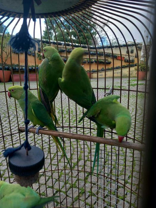 Ring Necks verdes 2024