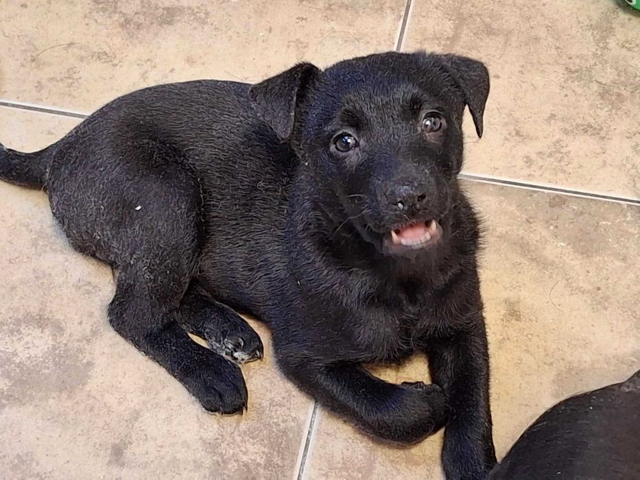 Szczeniaczek czarna suczka szuka domu