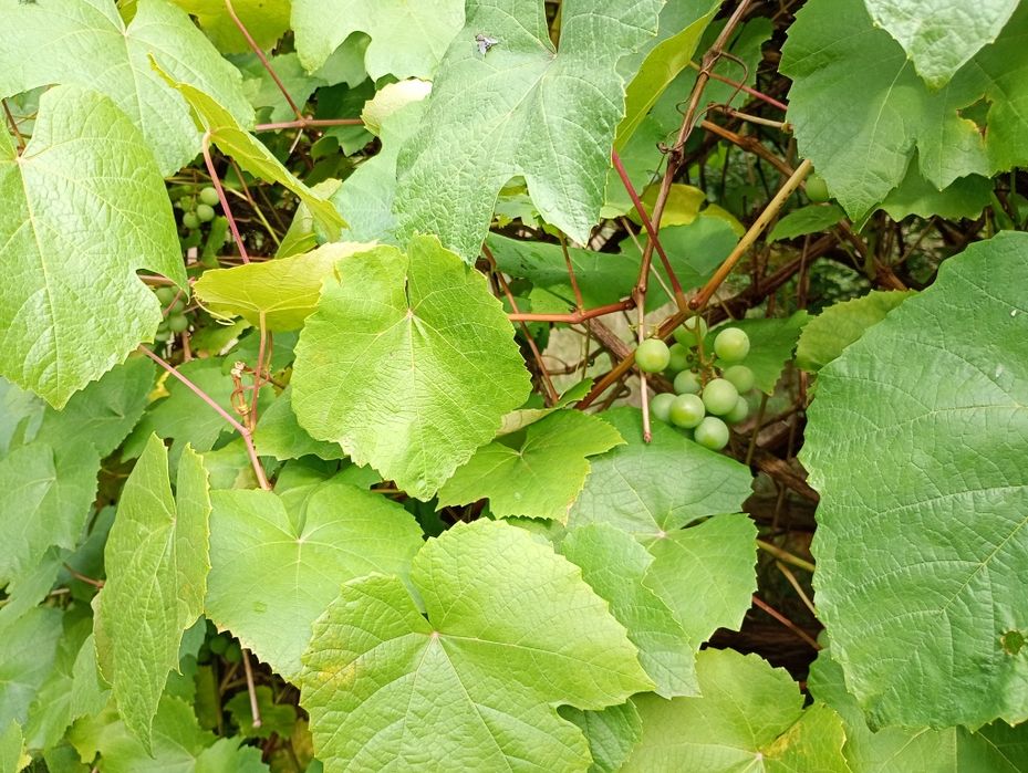 Piękna działka budowlana z planem miejscowym.