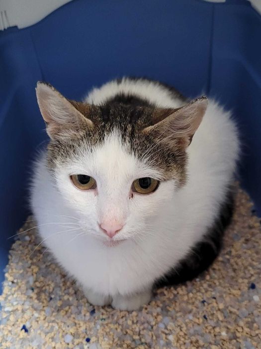 Dzielna kocia mama -Tina. Kto się nią zaopiekuje?