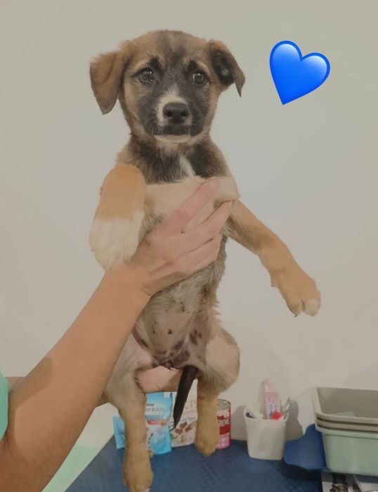 Cães bebés para adoção responsável