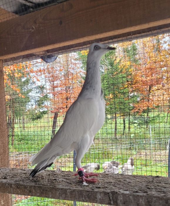 Srebrniak samiec adeno chudnięcie kręciek