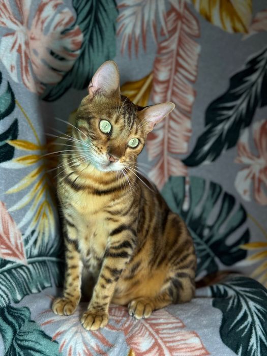 Bengal i Szarusia do adopcji wspolnej szukaja domu