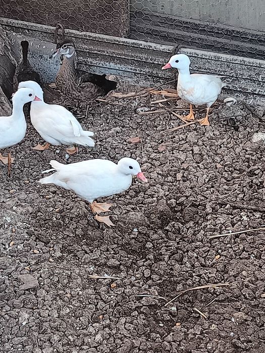 Patos ornamentais 2026