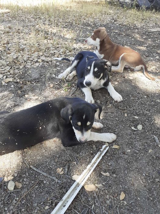 Cães para adopção de pequeno porte
