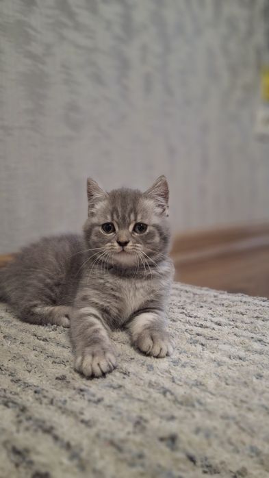 Кошенята Скоттіш страйт