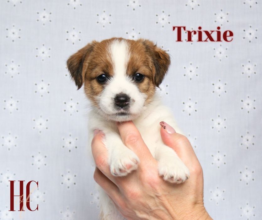 Suczka szorstkowłosa TRIXIE Jack Russell Terrier ZKWP FCI