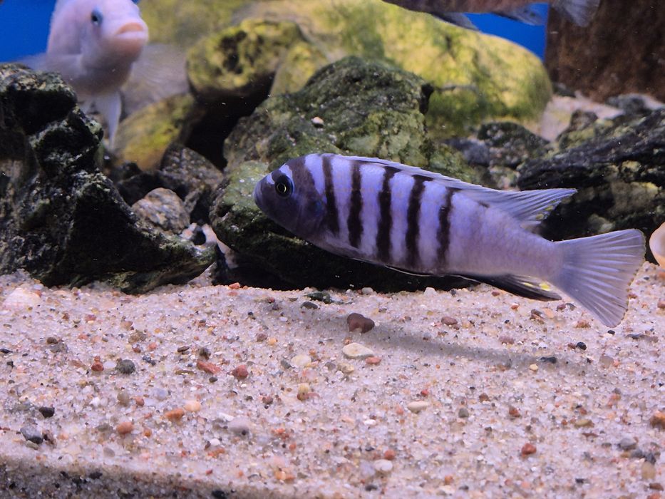 Cynotilapia sp. Ndumbi/Pyszczaki Malawi