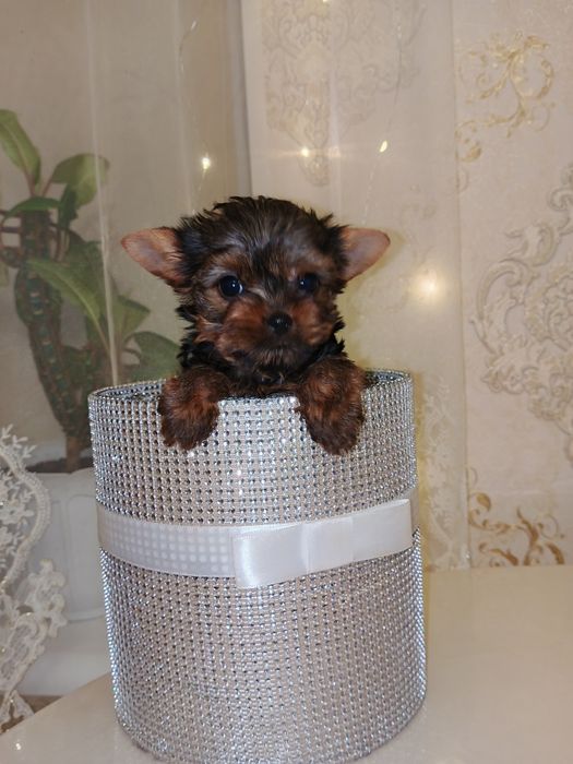 Готова к переезду малышка Йорочка МИКРО