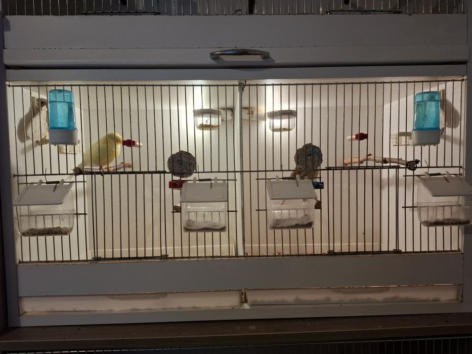 Trzy regały dla ptaków, akcesoria, karma