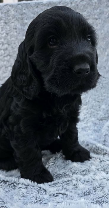 Dziewczynka cocker spaniel angielski