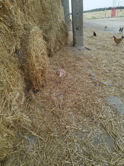 Aves de raças variadas