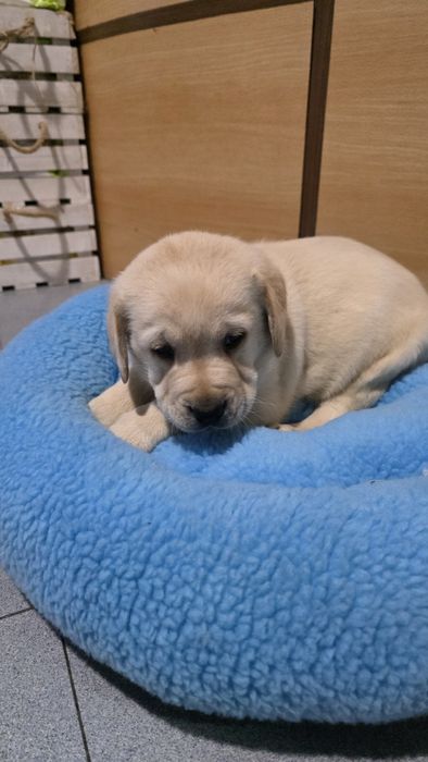 Labrador Retriever fêmea