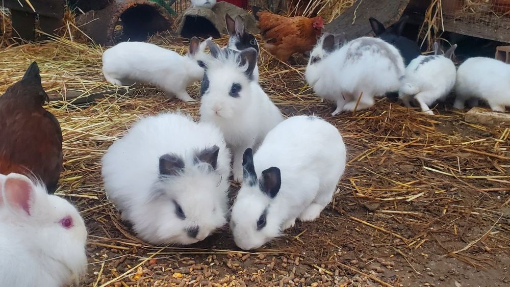 Coelhos Anões mansos de  várias idades