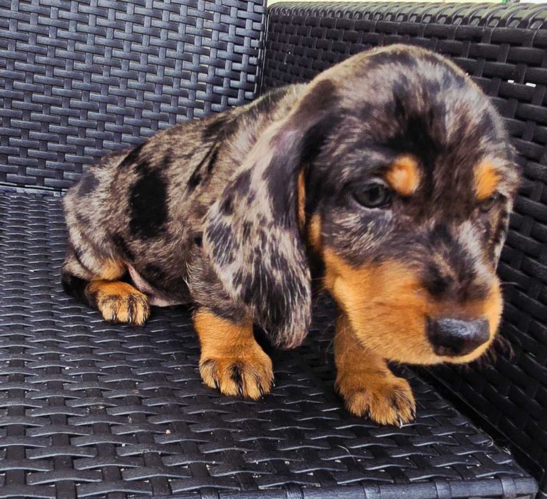 Teckel Miniatura macho cor Arlequim