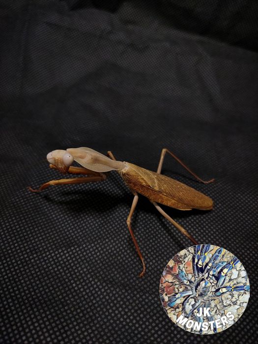 Modliszka Rhombodera kirbyi (tarczowa) +gratisy