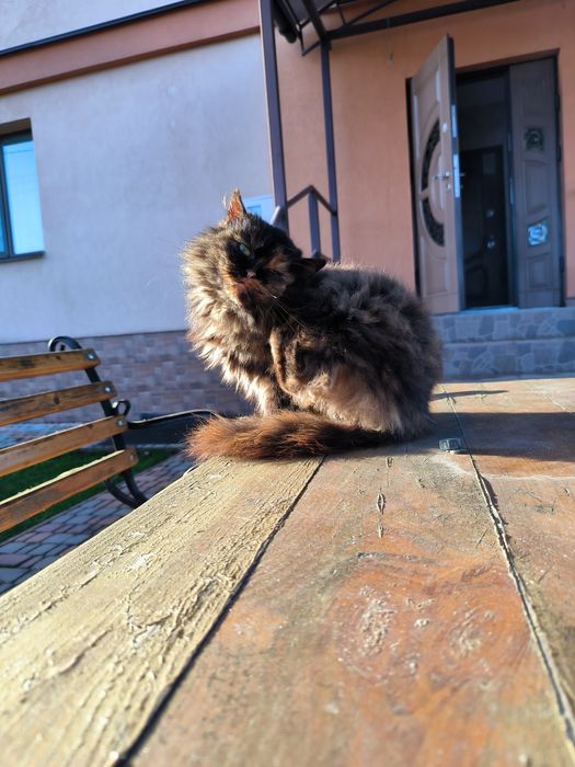 Пушинка шукає дім.   01.01.2026