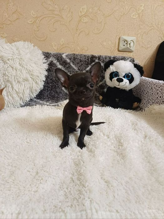 Мікро хлопчик чихуахуа