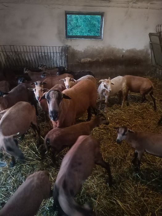 Owce kameruńskie baran