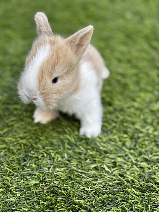 Coelho anão miniatura