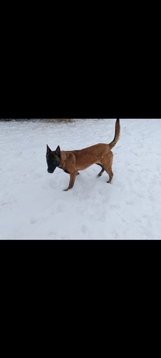 Owczarek Belgijski Malinois Piesek FCI