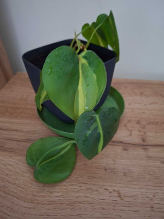 Philodendron brasil,sadzonka ukorzniona bez doniczki