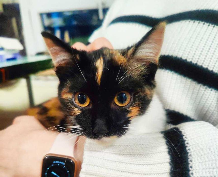 Пеструшка — триколірне кошеня на щастя! 4 міс, кішка кіт