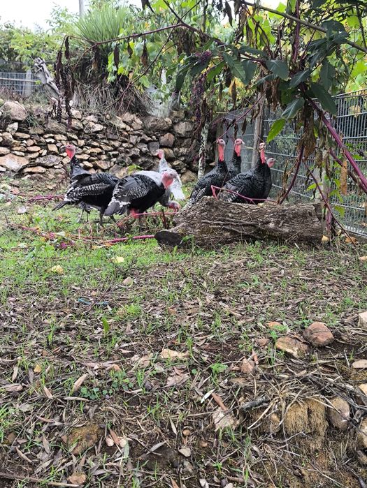Perus criados no campo