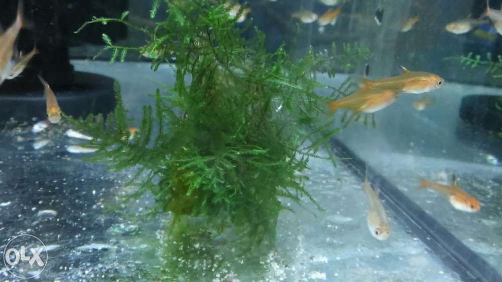 Bystrzyk amandy (Hyphessobrycon amandae)