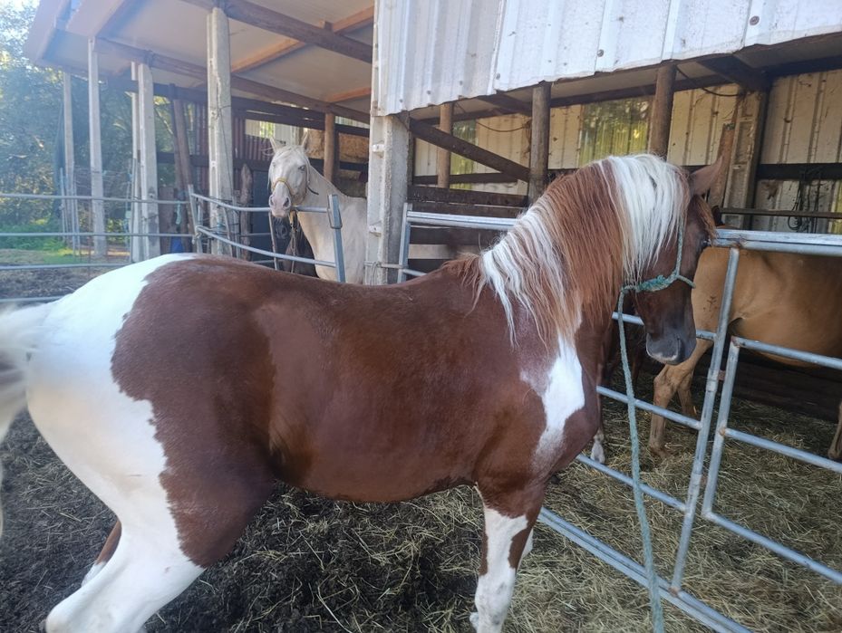 Para venda potro cruzado lusitano